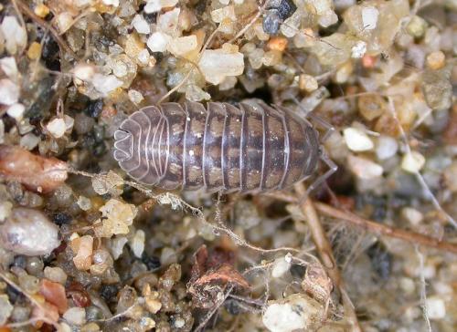 Réf. 25 040 : Armadillidium nasatum