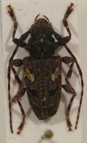 Psapharochrus circumflexus