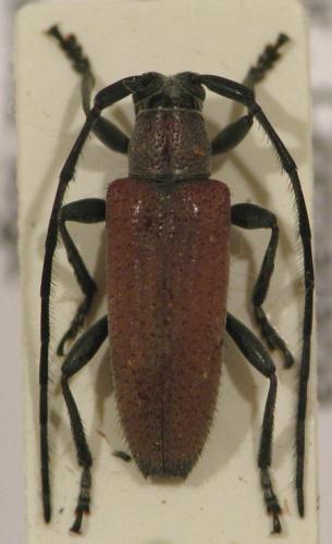 Cymatonycha castanea