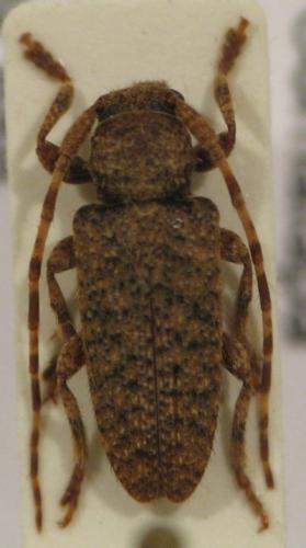 Estola misella