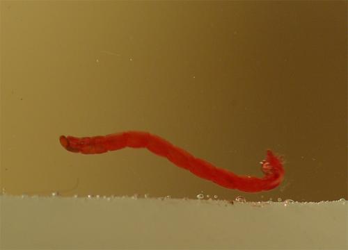 Chironomus sp.