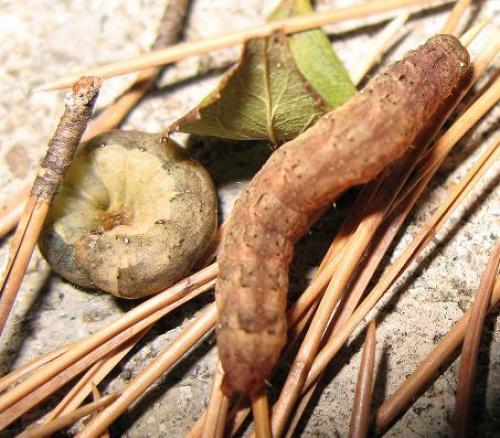 Mamestra brassicae