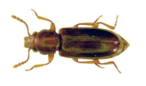 Lissodema cursor