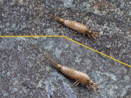 Dilta sp.