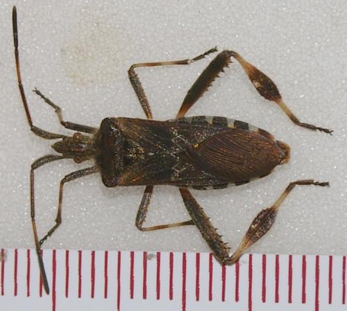 Leptoglossus occidentalis