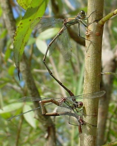 Chalcolestes viridis