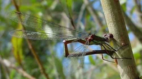 Chalcolestes viridis