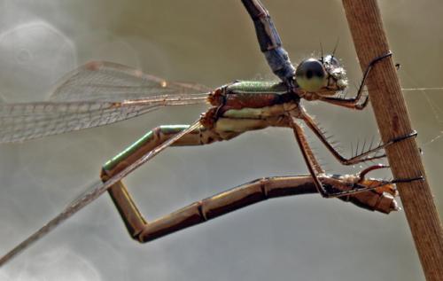 Lestes virens
