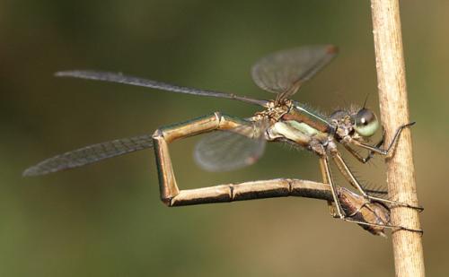 Lestes virens