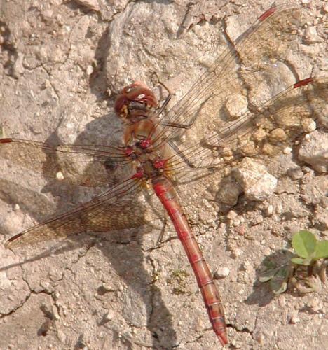 Sympetrum striolatum
