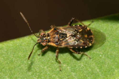 Liorhyssus hyalinus