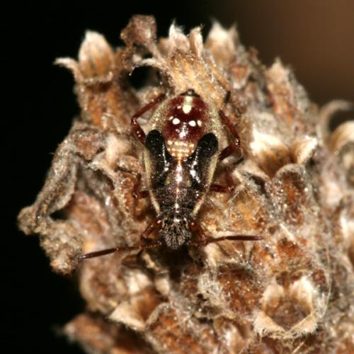 Liorhyssus hyalinus