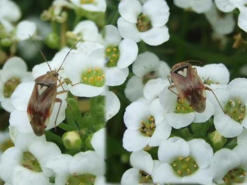 Lygus sp.