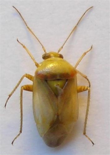 Lygus maritimus