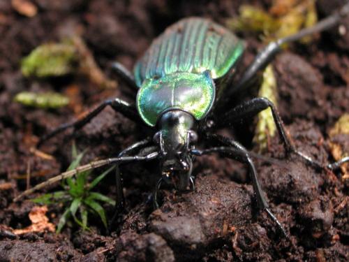 Carabus morbillosus