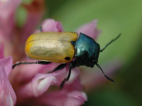 Réf. 25 836 : Labidostomis sp.