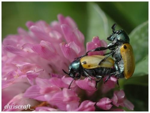 Réf. 25 837 : Labidostomis sp.