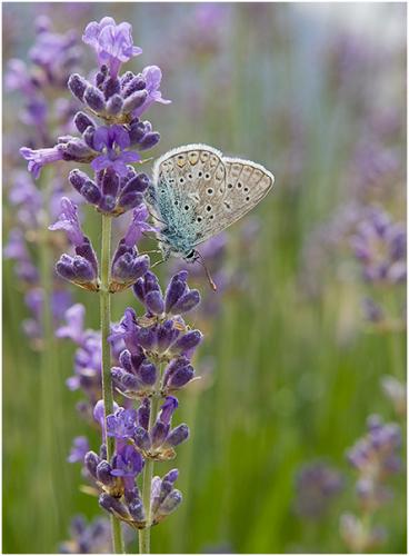 Polyommatus icarus