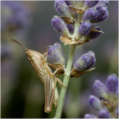 Euchorthippus sp.