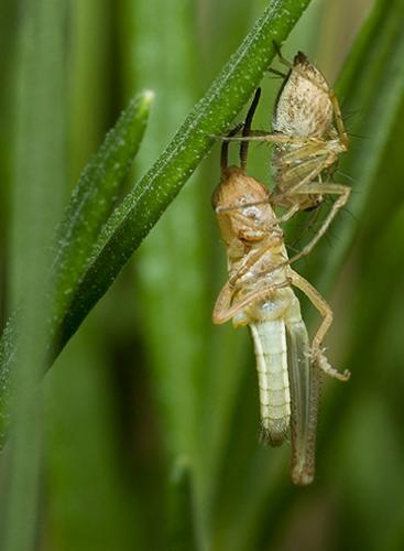 Réf. 25 610 : Oxyopes lineatus