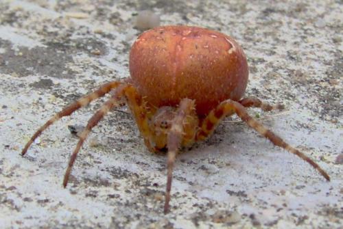 Araneus diadematus