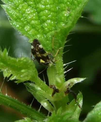 Liocoris tripustulatus