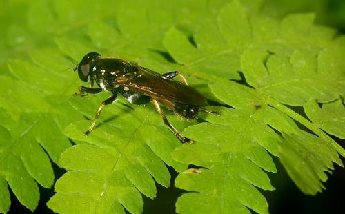 Xylota segnis