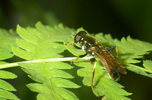 Xylota segnis