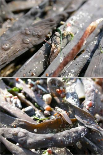 Orygma luctuosum