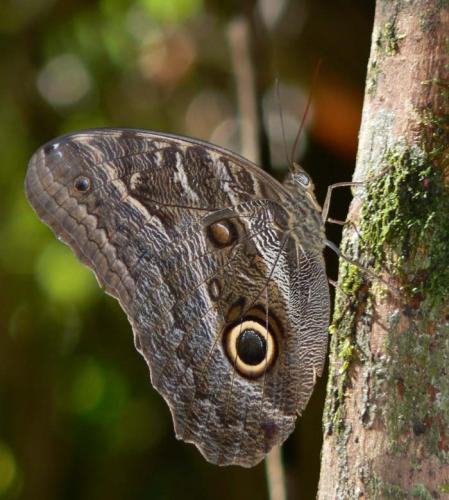 Réf. 25 378 : Caligo sp.