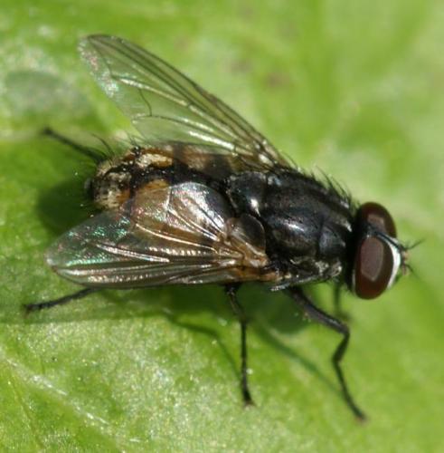 Réf. 25 969 : Musca sp.