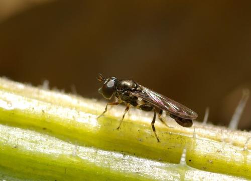 Neoascia sp.