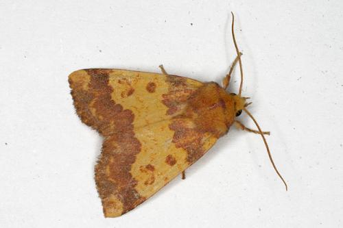 Tiliacea aurago