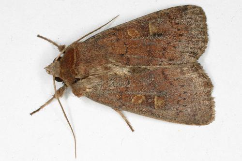Réf. 25 145 : Xestia xanthographa