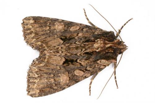 Mniotype satura