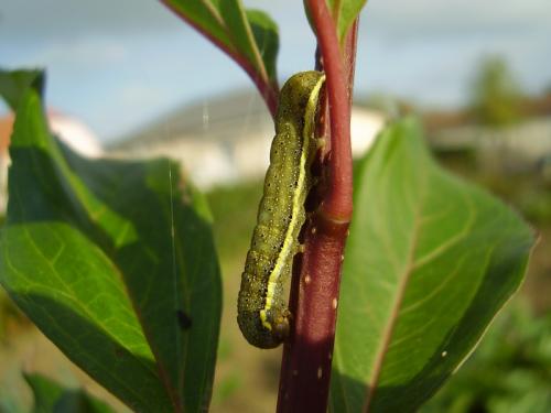 Lacanobia oleracea