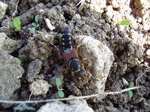 Réf. 25 476 : Staphylinus dimidiaticornis