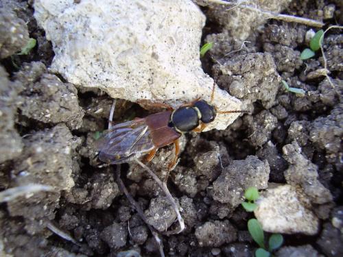 Réf. 25 477 : Staphylinus dimidiaticornis