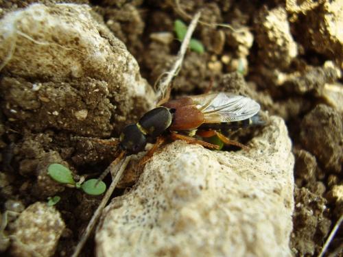 Réf. 25 541 : Staphylinus dimidiaticornis