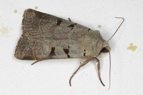 Réf. 25 277 : Eugnorisma glareosa