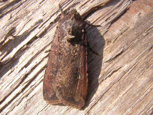 Réf. 25 540 : Peridroma saucia