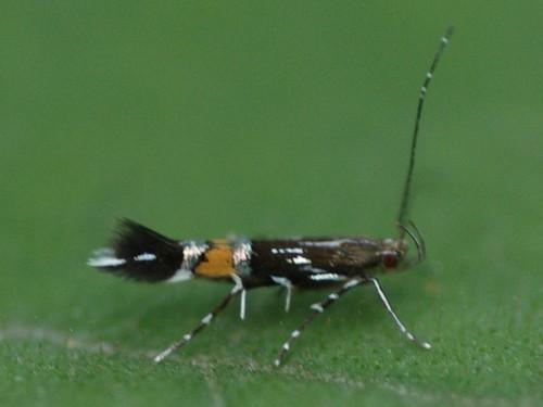 Réf. 25 202 : Cosmopterix pulchrimella