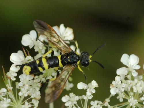 Réf. 25 804 : Tenthredo (marginella-thompsoni)