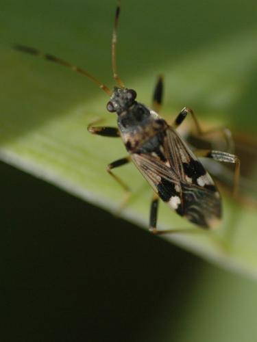 Beosus maritimus