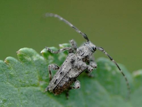 Réf. 25 470 : Pogonocherus caroli