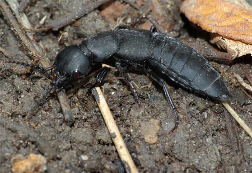 Réf. 25 825 : Ocypus olens