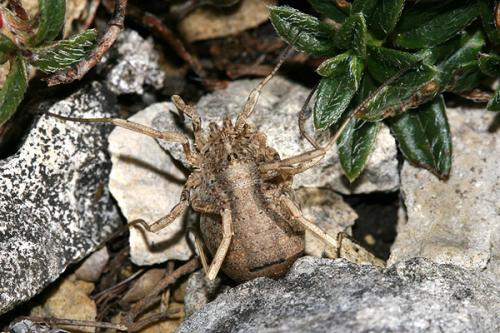 Odiellus spinosus