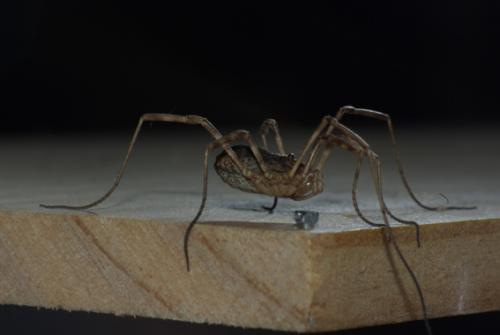 Odiellus spinosus