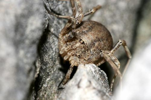 Odiellus spinosus