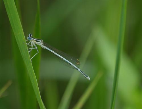 Réf. 25 925 : Platycnemis pennipes